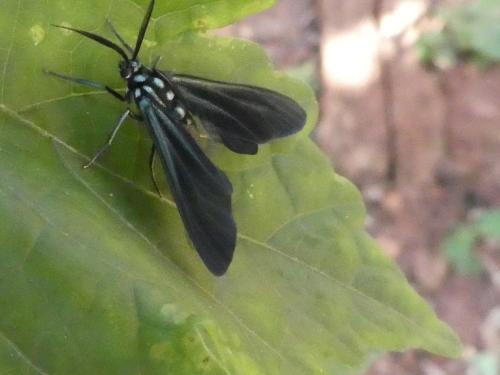 Antichloris sp.